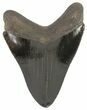 Serrated, Megalodon Tooth - Dark Enamel #69767-1